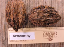 'Kenworthy' Butternut Graft Image