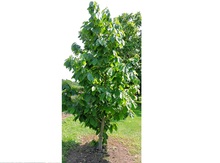Pawpaw Seedling Potted Trees Image