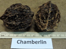 'Chamberlin' Butternut on Black Walnut Image