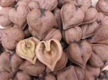 Heartnuts in-shell Image