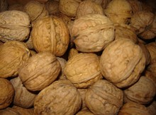 Northern Persian Walnuts in-shell Image