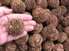 Black Walnuts in-shell Image