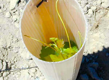 2 ft Plantra® Grow Tubes for Trees & Vines ('C' open side) Image