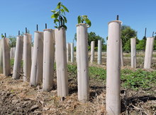 2 ft Plantra® 'O' Style Tree Shelter Image