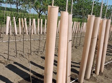 5 ft Plantra® SunFlex  'O' Style Tree Shelter Image