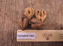 Heartnut Seeds Image