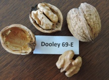 Northern (Persian) Walnut x Black Walnut Seedling Image