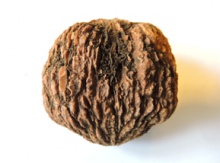 Black Walnut Seeds Image