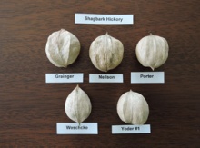 Shagbark Hickory Seeds Image