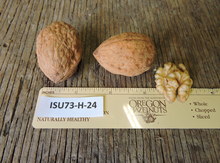 'Ames' Northern Persian Walnut Image