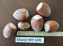 'Cheryl' Hazel Layer Image