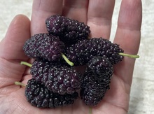 'Kokuso' Mulberry Graft Image
