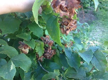 Northern Hazel Sdlg (Wisconsin Source) Image