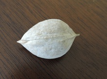 'Wesc' Shagbark Hickory Graft Image