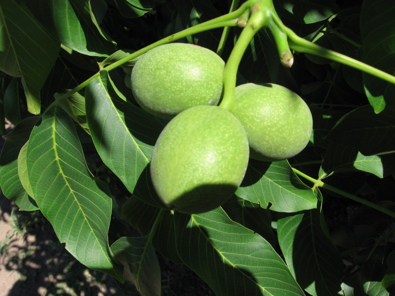 Products Nuts To Eat Grimo Nut Nursery