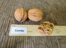 'Combe' Northern (Persian) Walnut  Image