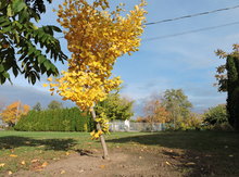 'Autumn Gold' Ginkgo Graft Image