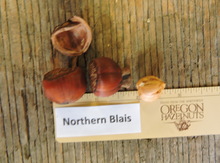 'Northern Blais' Hazel Layer Image