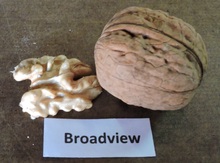'Broadview' Northern (Persian) Walnut Image
