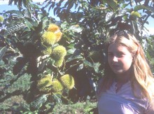 Japanese/American Chestnut Seedling Image