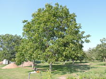 'Sejnovo' Northern Persian Walnut Image