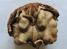 'Sparks 147' Black Walnut Graft Image