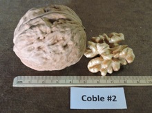 'Coble 2' Northern (Persian) Walnut Image