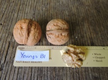 'Young's B1' Persian Walnut Graft Image