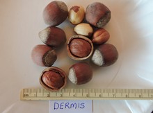 'Dermis' Hazel Layer Image