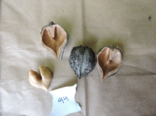 'Grimo 94' Heartnut on Black Walnut  Image