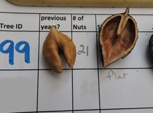 'Grimo 99' Heartnut on Black Walnut  Image