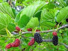 Red Mulberry Seedlings (Morus rubra) Image