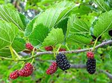 Red Mulberry Seedlings  Image