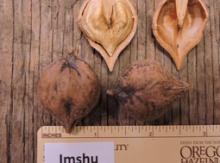 'Imshu' Heartnut Graft Image