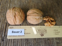 'Bauer' Persian Walnut Graft Image
