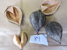 'Grimo 89' Heartnut on Black Walnut Image