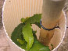 3 ft Plantra® Grow Tubes for Trees & Vines ('C' open side) Image