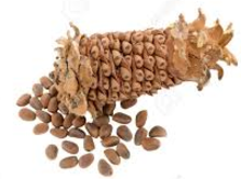 Pine Seeds removed from cone Image