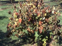 American Hazel Seedling Image