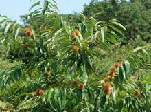 Korean x open Chestnut Seedling Image