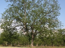 'Missouri' Pecan Graft - NEW Image