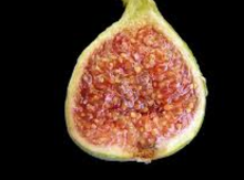 'Gulbun' Fig Layer Image