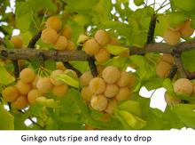 'King of Dong Ting' Ginkgo Graft Image
