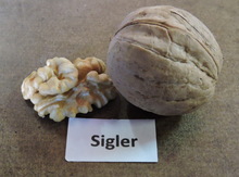 'Sigler' Northern (Persian) Walnut Image