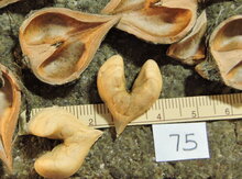 'Rose' (Grimo 75) Heartnut Graft Image