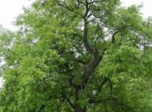 White Mulberry Seedling Image