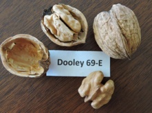 'Dooley Hybrid' Walnut on Northern (Persian) Walnut Image