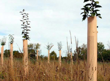 6 ft Fiberglass Stakes Image