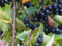 'Viking' Aronia Layer Image