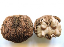 Black Walnut Seedling Image